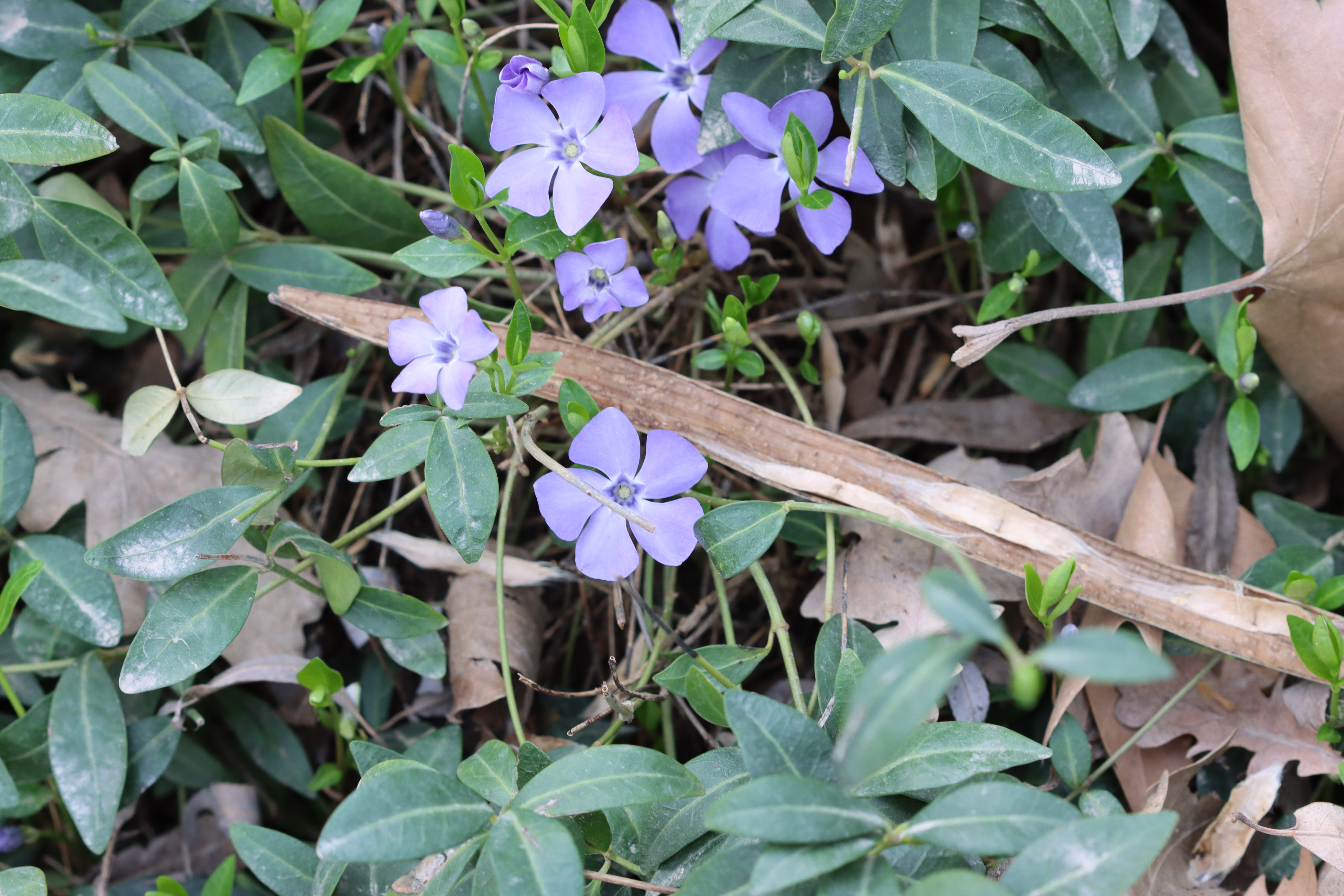 Plant Image